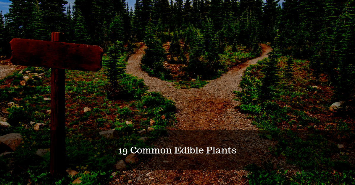 19 Common Edible Plants