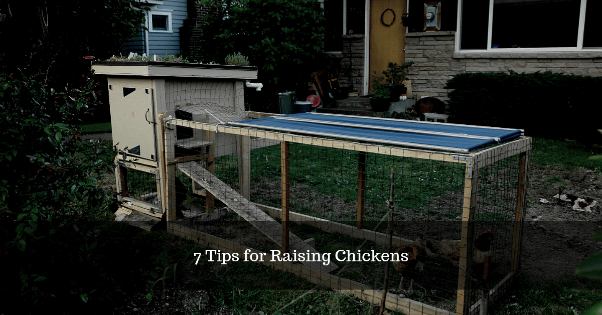 7 Tips for Raising Chickens