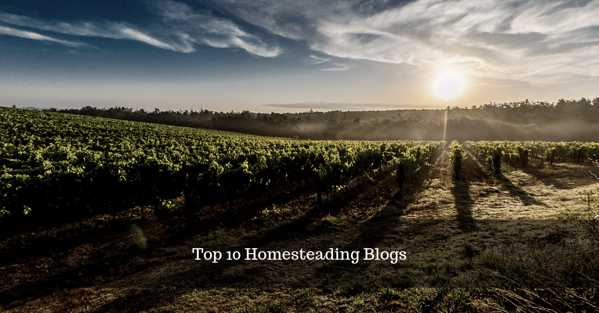 Top 10 Homesteading Blogs