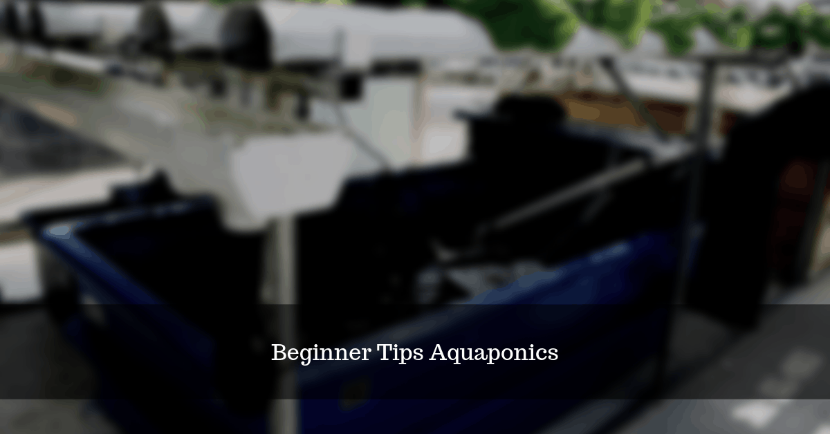 7 Beginner Tips to Get Started With Aquaponics
