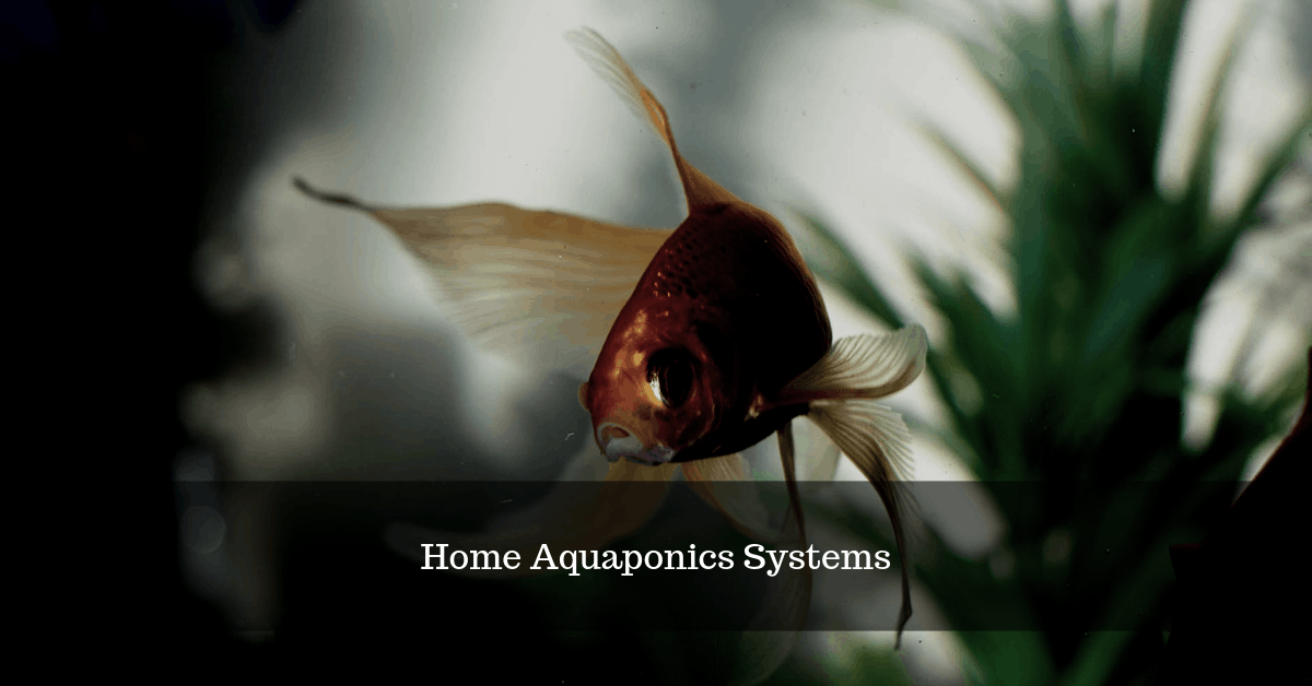The Unconventional Guide to Home Aquaponics Systems
