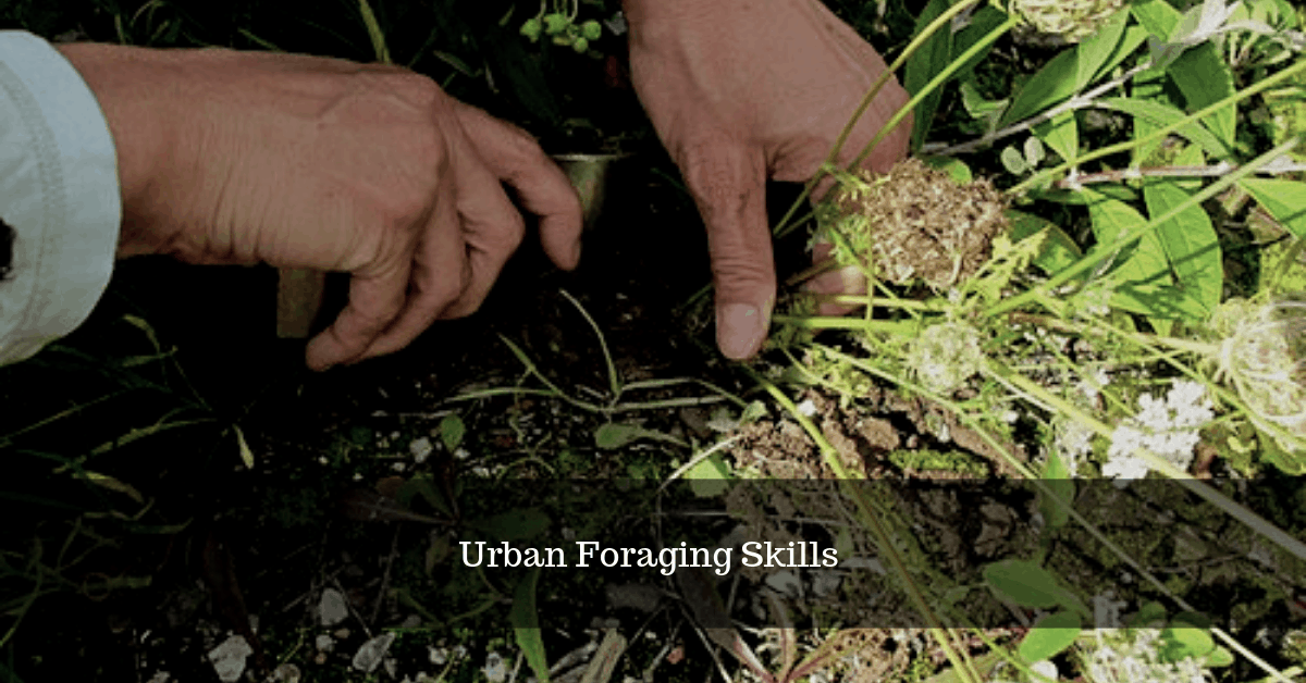 The Top 7 Urban Foraging Skills Everyone Who Lives In a City Should Know