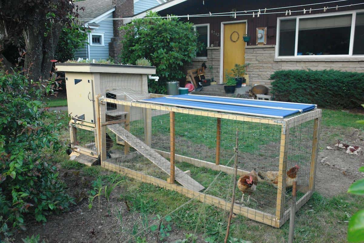 How To Raise Chickens in Your Backyard For Off the Grid Living