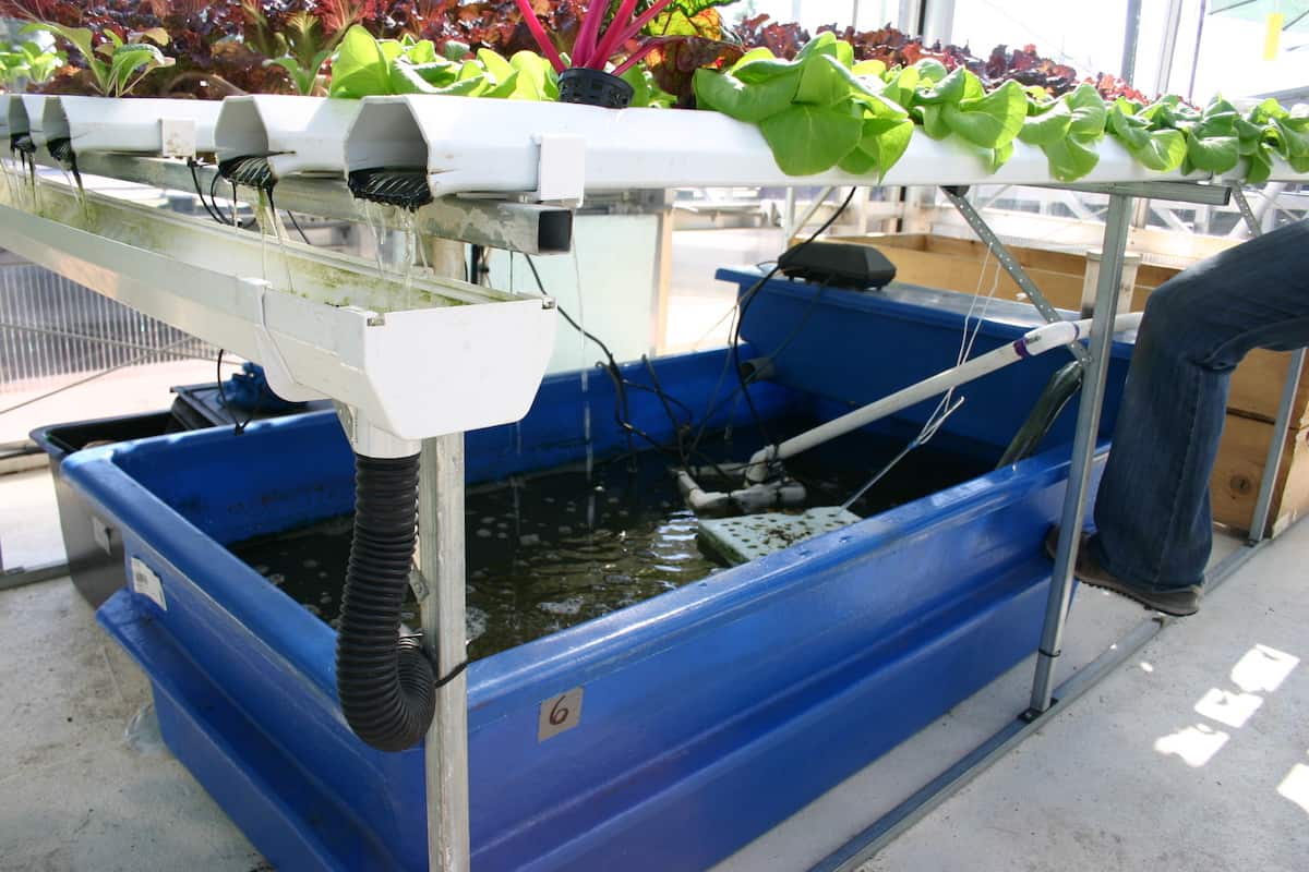 10 Reasons why it Rocks to Have a Home Aquaponics System