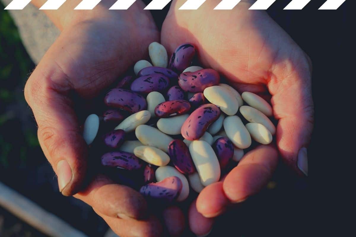 4 of the Best Beans to Grow for Survival