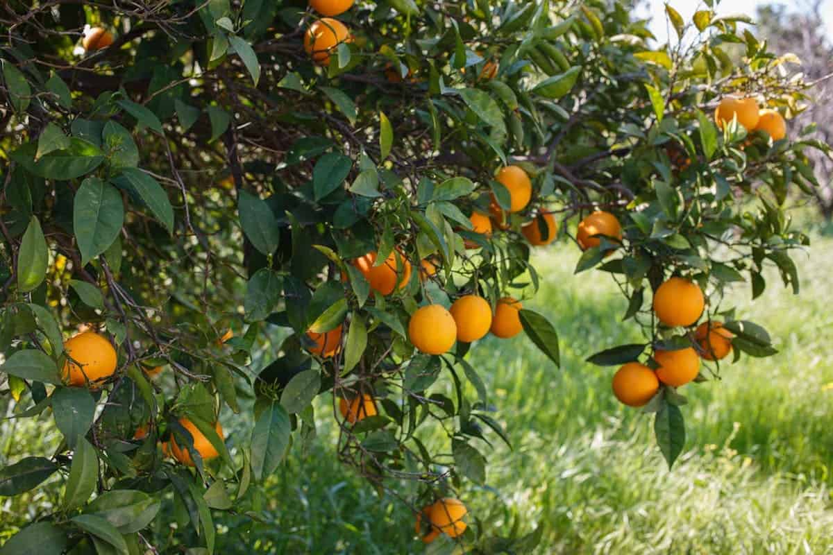 7 Fastest-Growing Fruit Trees for Your Garden
