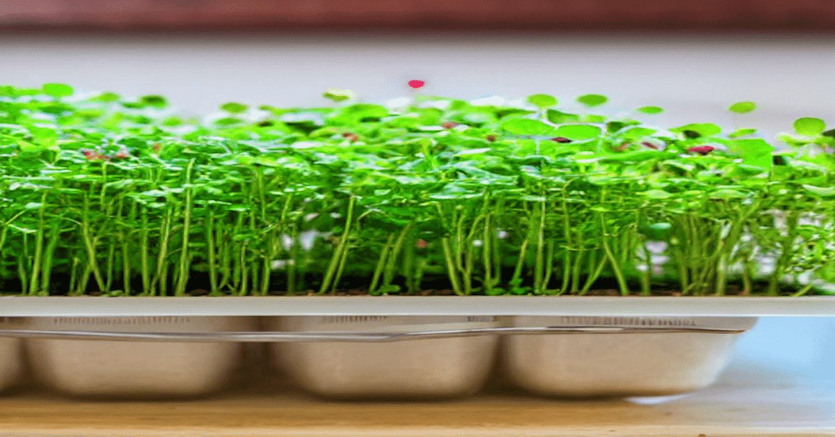 How To Grow Microgreens In Your Spare Bedroom or Kitchen