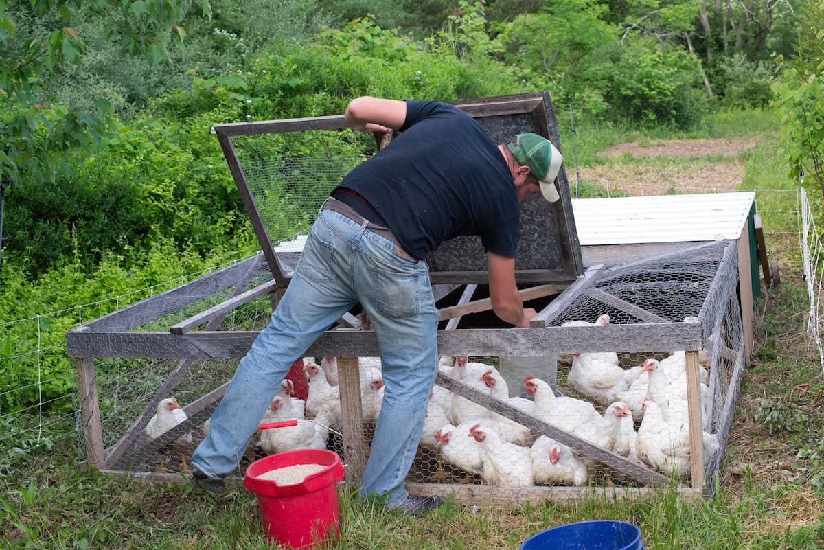 10 Homesteading Skills Every Beginner Should Learn