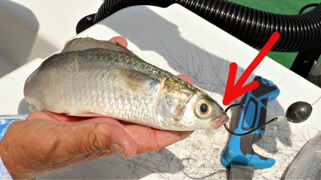 This Is How To Catch Tarpon On Cut Bait – Tips For Survivalists