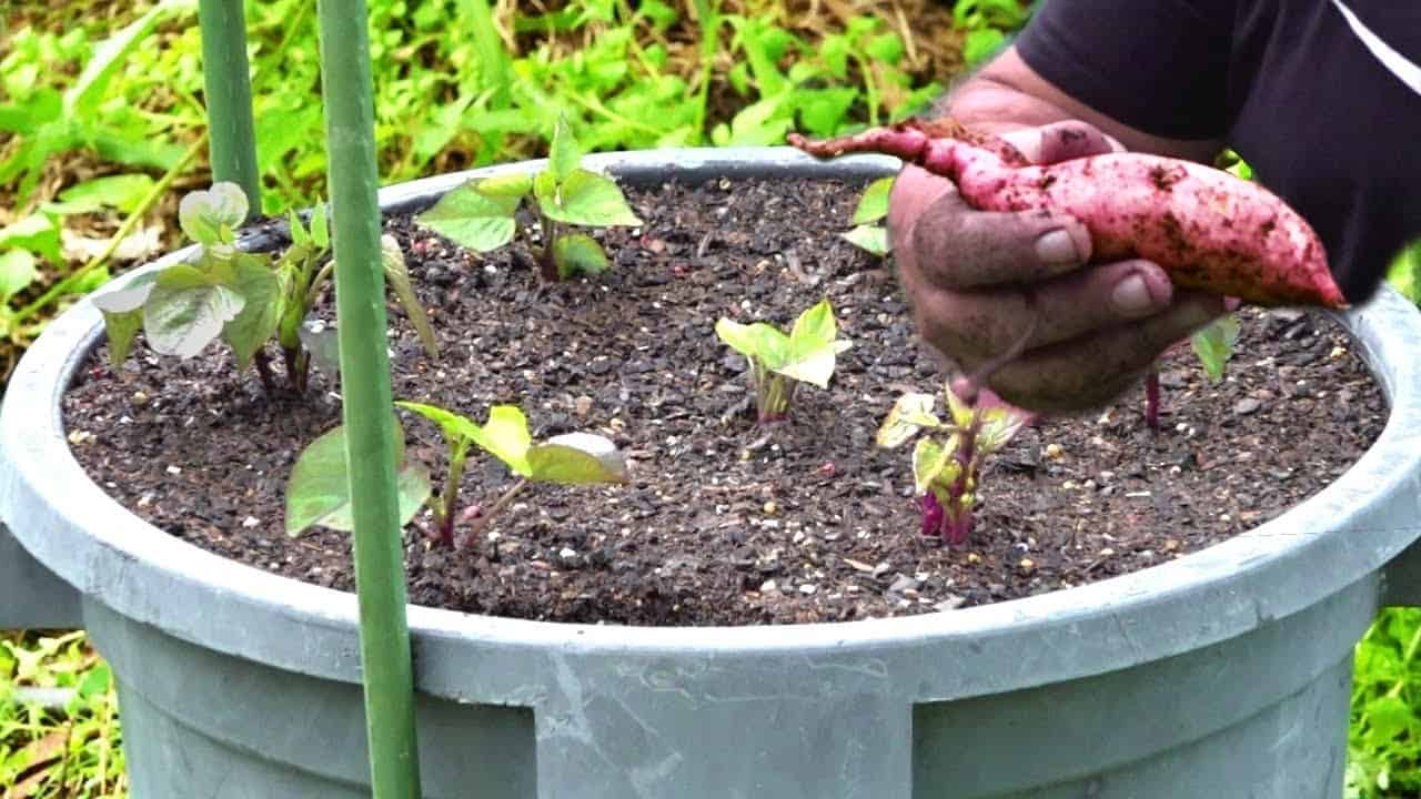 Growing Sweet Potatoes in Containers: A Compact Guide for Urban Gardeners