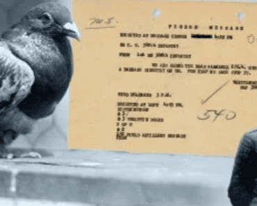 In 1918, A Pigeon Saved The Lives Of 194 American Soldiers