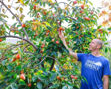 The One Fruit Tree EVERYONE Should Be Growing… Easy, Reliable, and Delicious