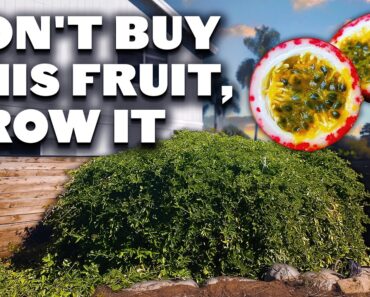 Passion Fruit: The Expensive Fruit That’s EASY To Grow