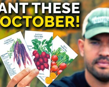 11 Crops To Plant In October, No Matter Where You Live