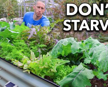 10 Cold-Hardy Crops You Can Grow Through the Winter (Grow at -30°F)