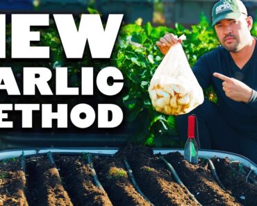 My NEW Favorite Way To Plant Garlic 🧄
