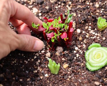 What Happens When You REGROW Veggies From the Store?