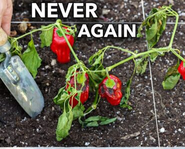 Here’s Why You Should NEVER Plant Peppers in Your Garden
