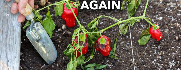 Here’s Why You Should NEVER Plant Peppers in Your Garden