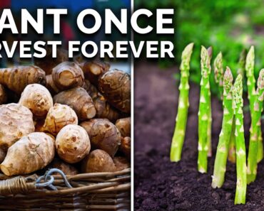 Grow These 7 Perennial Crops for Endless Harvests!