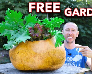 I Spent a Year Growing a Gourd, Then Grew a Garden in it!
