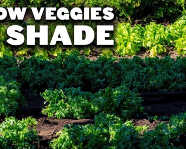 15 Perfect Veggies To Grow In Shady Gardens, No Matter Where You Live