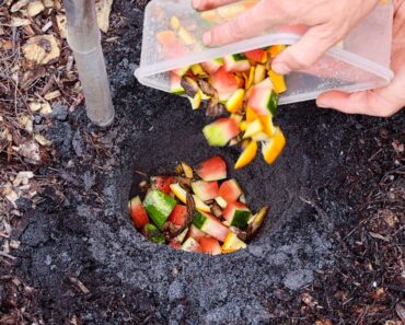 Just Bury Food Scraps Under Your Plants and This Happens