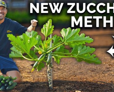 Grow Zucchini Vertically to Save Space And Boost Harvests