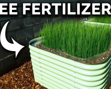 Don’t Leave Your Raised Beds Empty! Do This Instead…