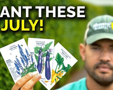 10 Crops You’d Be Silly Not To Plant In July RIGHT NOW!