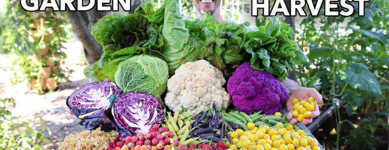 Amazing Garden Harvest on 1/9th an Acre, This is Organic Gardening