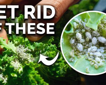 Get Rid of Ants & Aphids FOR GOOD In Your Garden 🐜