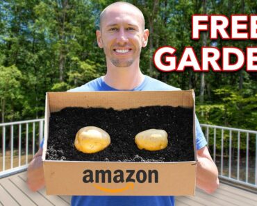 What Happens When You Plant Potatoes In Cardboard Boxes?
