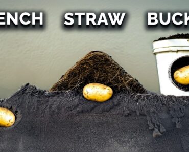 We Grew Potatoes 7 Different Ways, Here’s What Happened 🥔