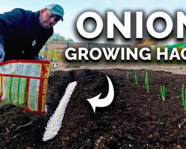 My New Favorite Way To Grow BIG Onions 🧅
