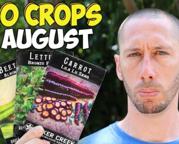 10 Crops You’d Be Foolish Not to Plant in August