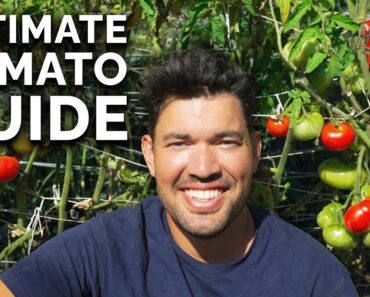 EVERYTHING I Wish I Knew When I Started Growing Tomatoes 🍅