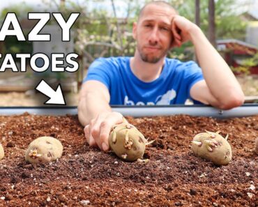 the lazy way to grow tons of potatoes…