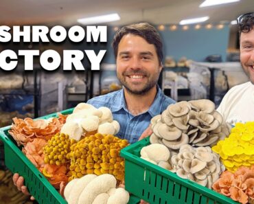 THIS is How Mushrooms Are Made 🍄🏭