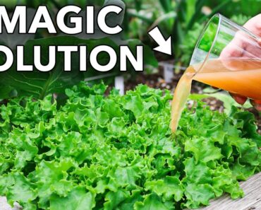 Doing This ONE THING Increases Your Harvest by 90%