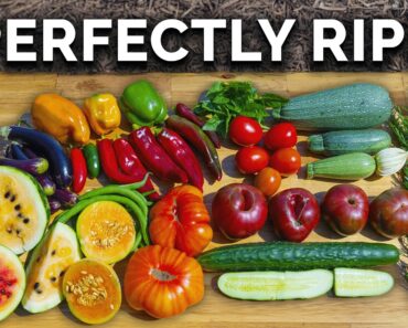 When & How To Harvest Your Summer Crops for PEAK Flavor 🥒🍅🌶️
