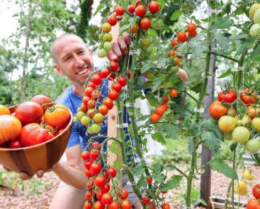 Unbelievable Backyard Garden Harvest, So Much Food in So Little Space 🤯