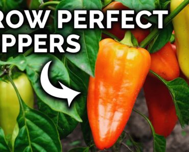 My Pepper Growing Secrets For Huge Harvests