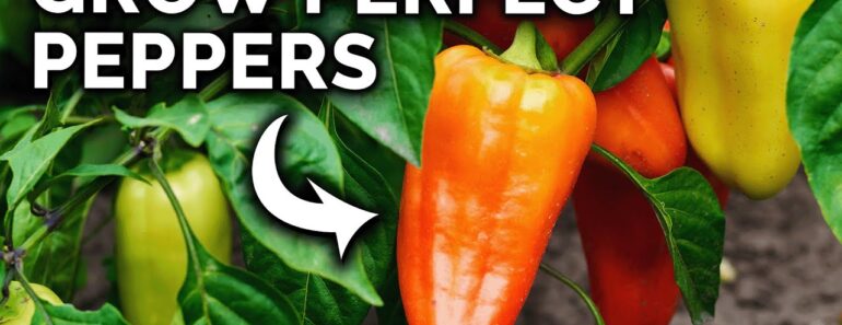 My Pepper Growing Secrets For Huge Harvests