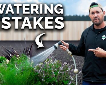 7 Watering Mistakes You’re Probably Making