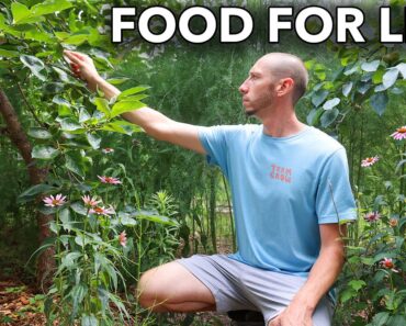 Plant This Once and it will Feed You Forever…