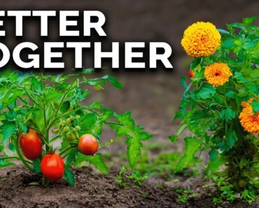 Science-Based Companion Planting Combinations That WORK