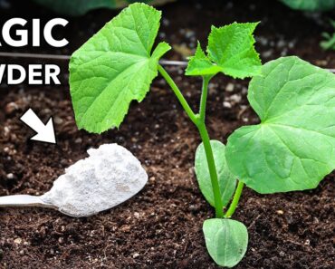 This Magic White Powder Eliminates 95% of Garden Problems