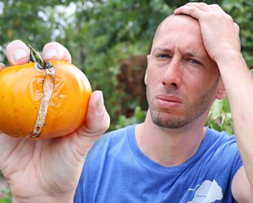 This Common MISTAKE Could Be KILLING Your Tomatoes