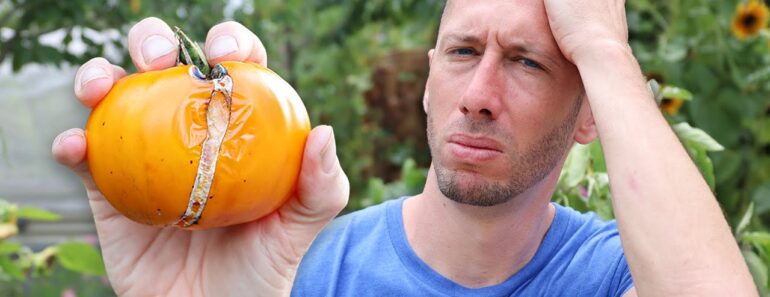 This Common MISTAKE Could Be KILLING Your Tomatoes